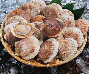 Frozen Scallop with half shell