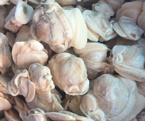 Frozen Boiled Hard Clam Meat